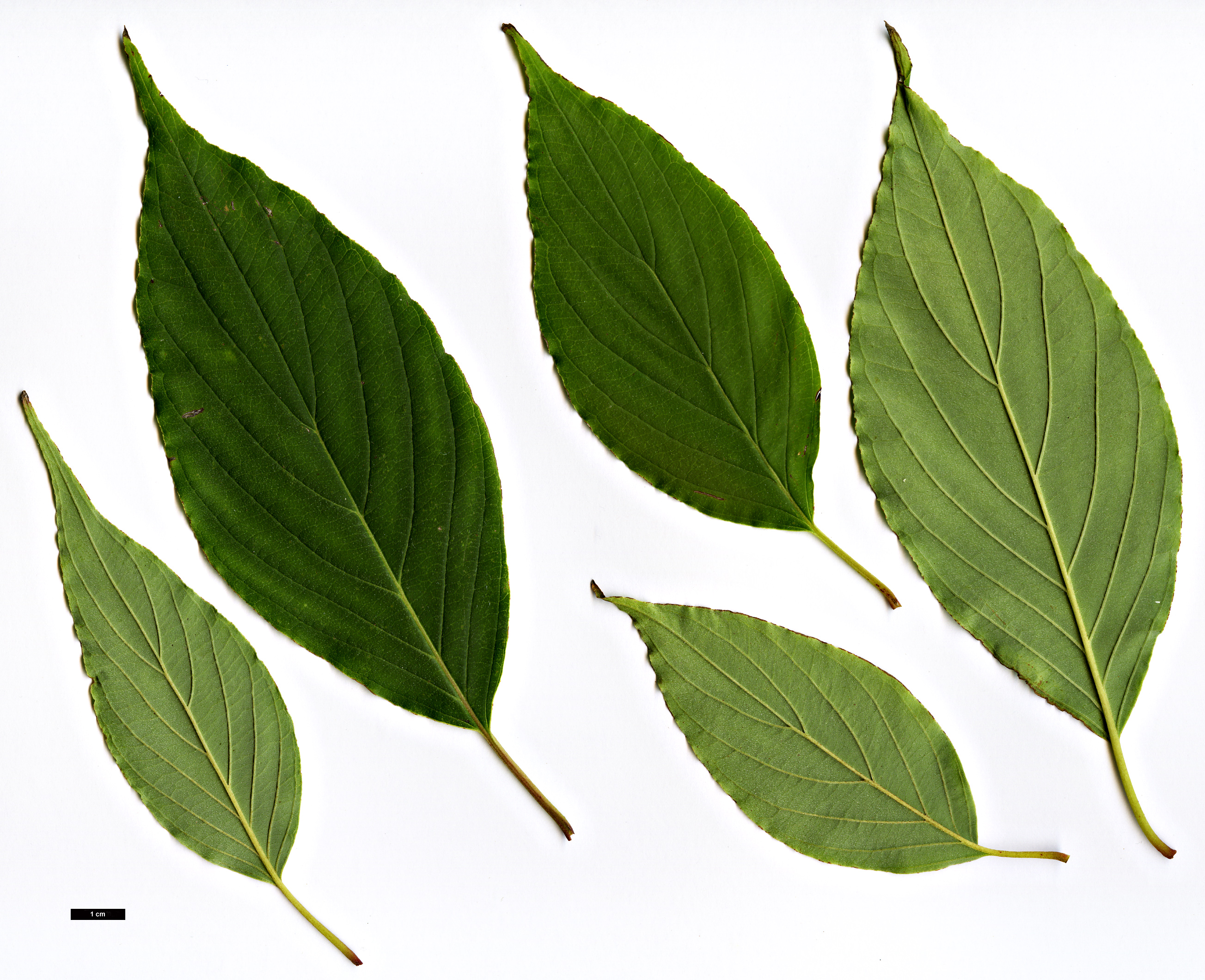High resolution image: Family: Cornaceae - Genus: Cornus - Taxon: ×dunbarii (C.asperifolia × C.macrophylla)